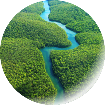 River flowing through forest